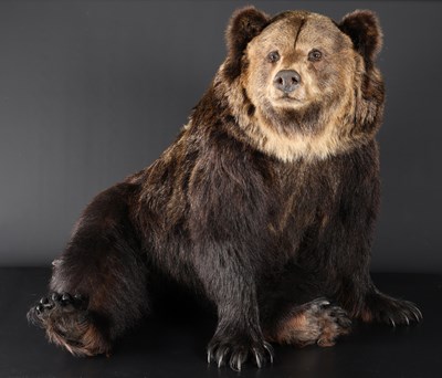 Lot 57 - Large Taxidermy Brown Bear (Ursus arctos), 20th Century