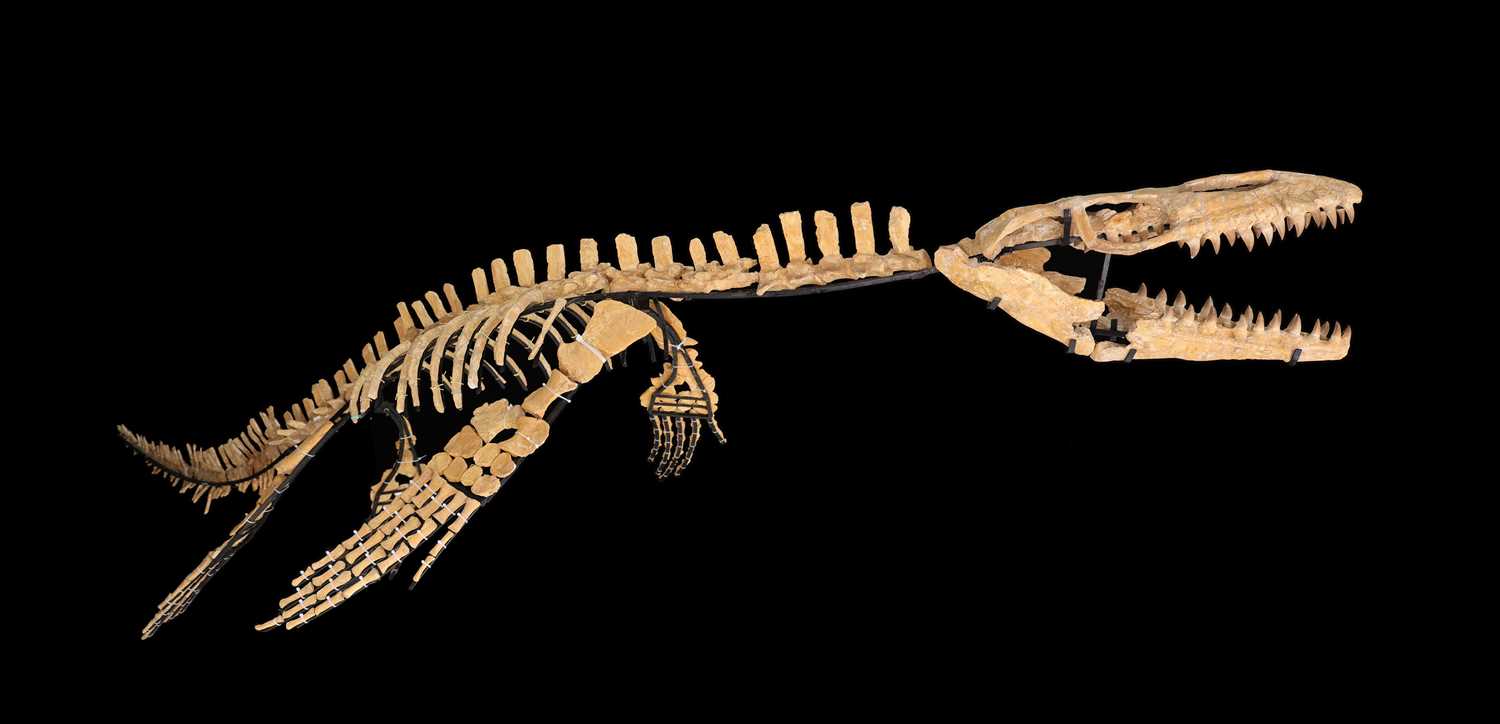Lot 1 - Mosasaurus Skeleton