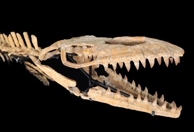 Lot 1 - Mosasaurus Skeleton