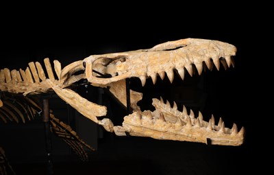 Lot 1 - Mosasaurus Skeleton
