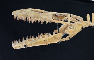 Lot 1 - Mosasaurus Skeleton