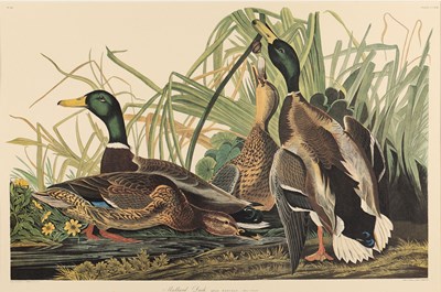 Lot 93 - After John James Audubon (1785-1851): Mallard Duck -(Anas Boschas)