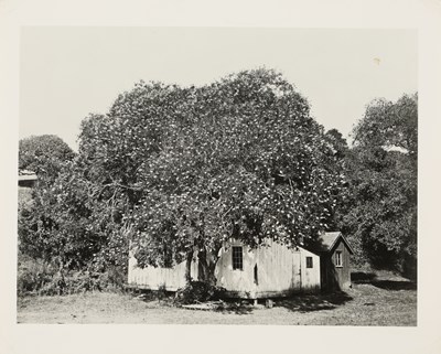 Lot 2 - Carleton E. WATKINS (1829-1916) - Buckeye Tree, California, circa 1870