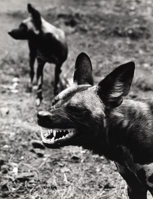 Lot 68 - Wolfgang SUSCHITZKY (1912-2016) - African Wild Dogs, Kenya, (1966).