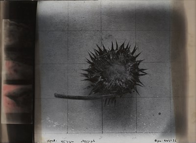 Lot 81 - Guram Tsibakhashvili (1960)
