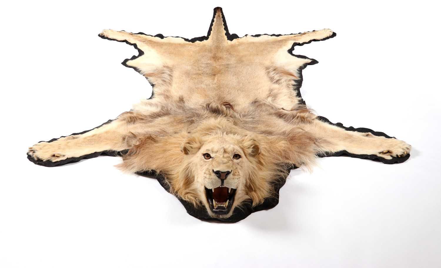 Lot 29 - AFRICAN LION SKIN TAXIDERMY RUG (PANTHERE LEO)