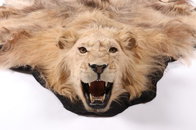 Lot 29 - AFRICAN LION SKIN TAXIDERMY RUG (PANTHERE LEO)