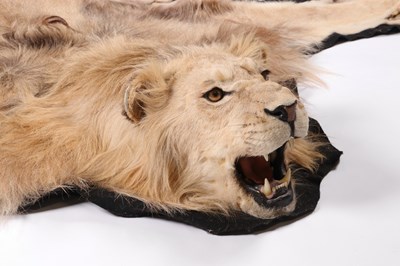 Lot 29 - AFRICAN LION SKIN TAXIDERMY RUG (PANTHERE LEO)